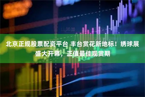 北京正规股票配资平台 丰台赏花新地标！绣球展盛大开幕，正值最佳观赏期